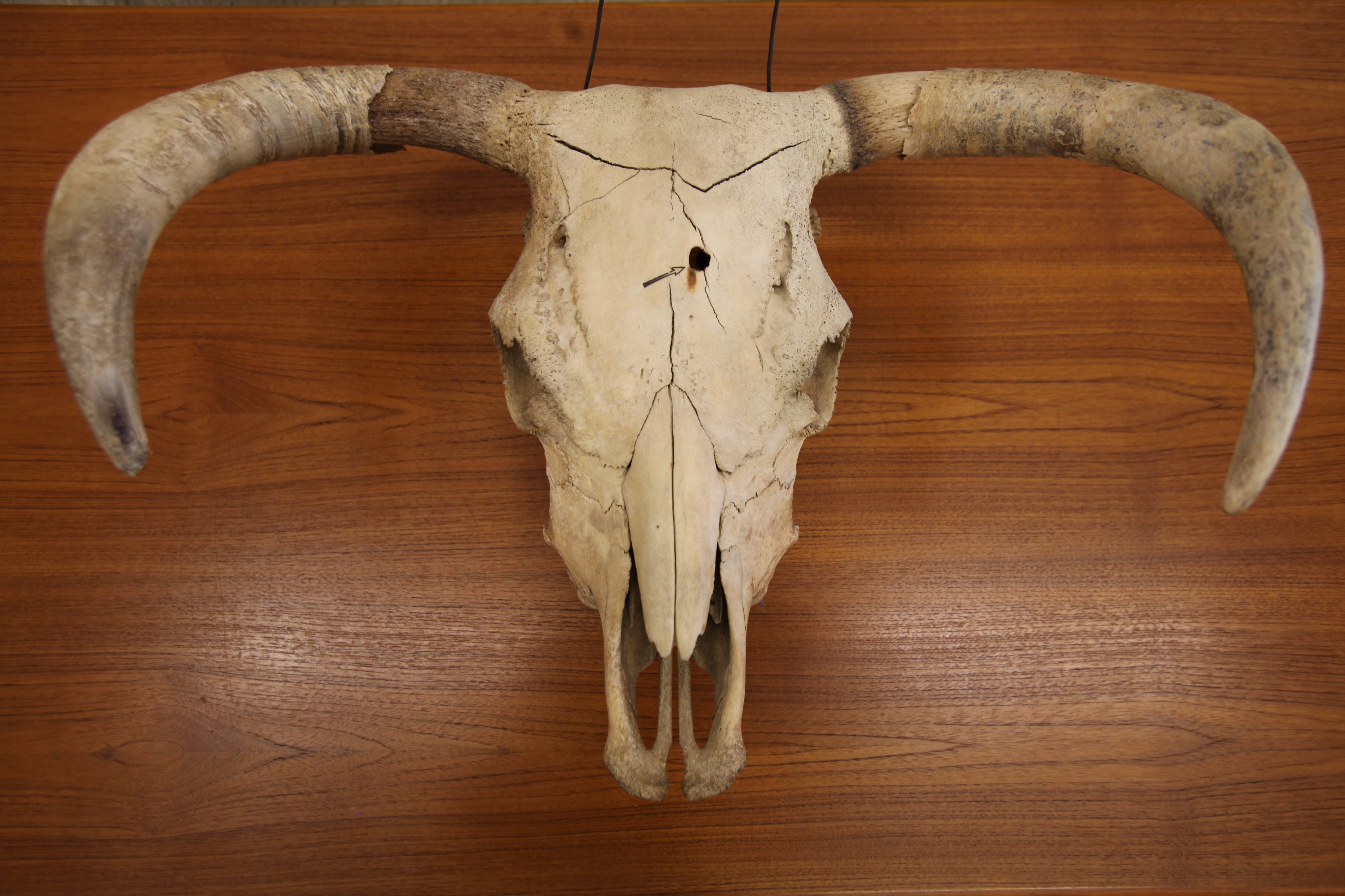 Wall Mounted Skull & Horns (24.5"W x 18"H x 11"D)